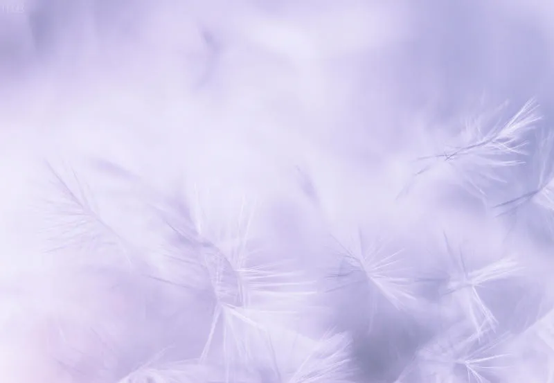 Feather