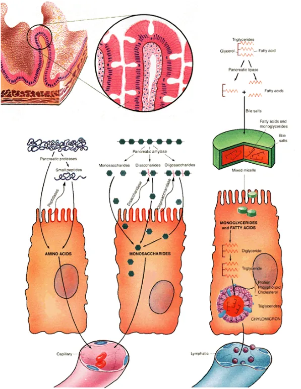 malabsorption