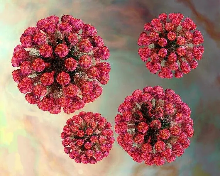 Rubella virus