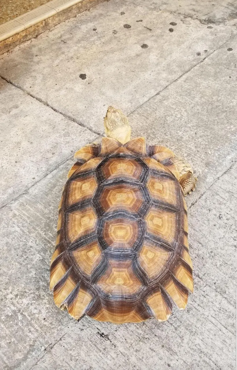 kona