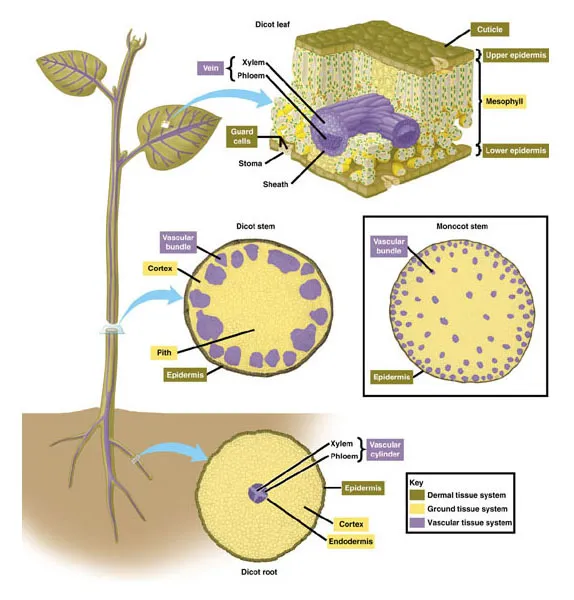 PlantTissueSystems.jpg