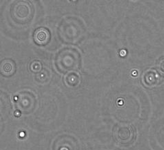 e.coli gif3.gif