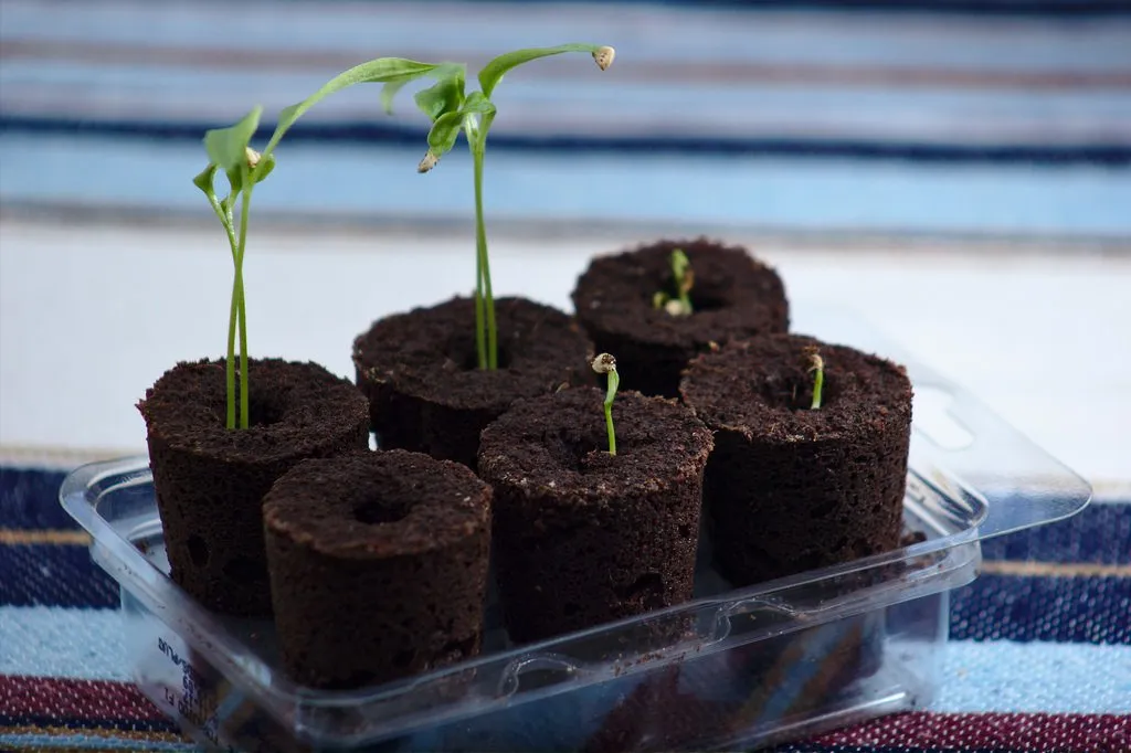 Update on those chilies (255/365) + Yesterday's photostory
