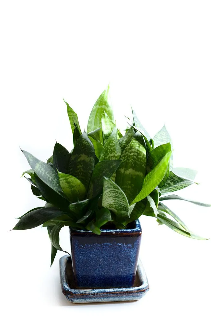 Cataloguing the plants #6, Apenkieli – Sansevieria (Edit: "Anopinhammas"?) (234/365)