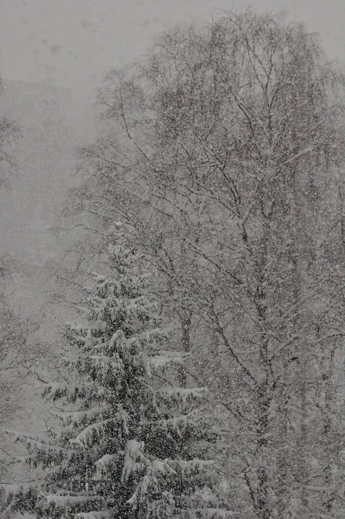 Tree Tops in a Snowfall (258/365)