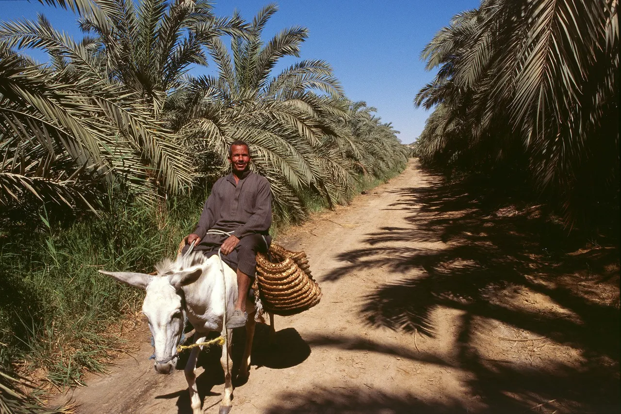 Labriego. Bahariya.jpg