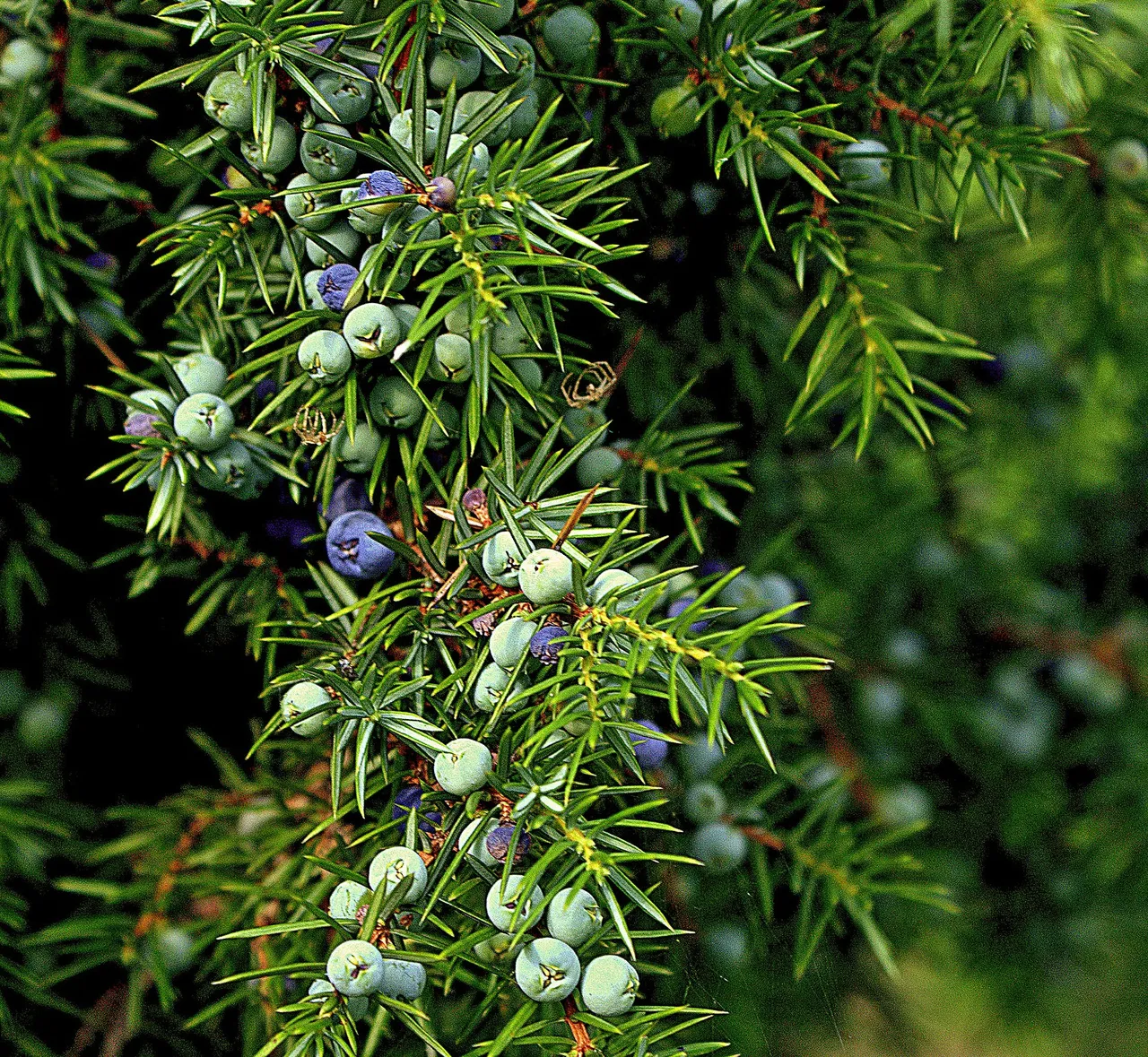 juniper512877_1920.jpg