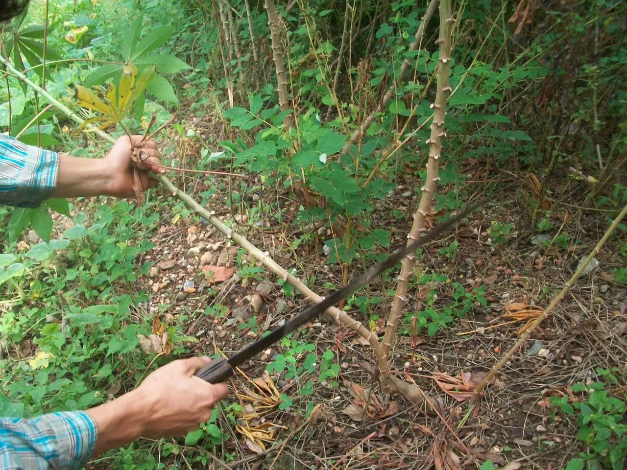 Cortando el tallo de yuca