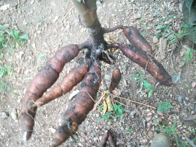 Prueba de tubérculos de Yuca