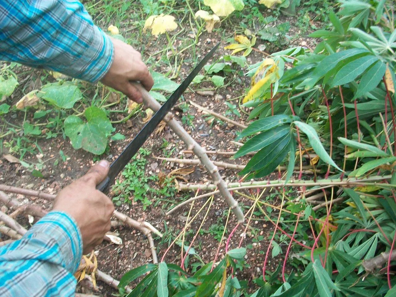 Cortando el tallo después de tener la medida