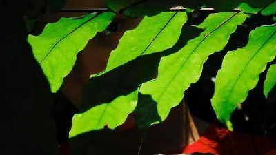 Steemit Vision Quest: Queen Of The Forest