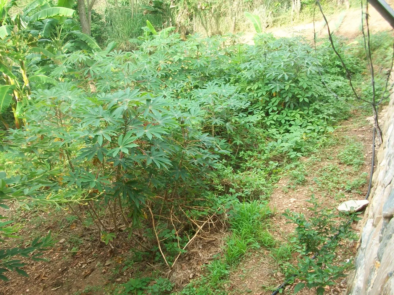 Plantas de yuca para cosechar