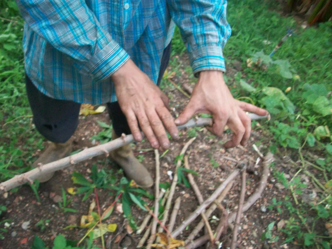 Midiendo el tallo para recolectar semilla