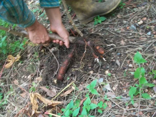 Extrayendo los tubérculos de la tierra