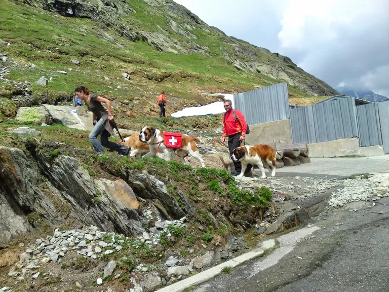 Lucky to see the famous St. Bernard dogs