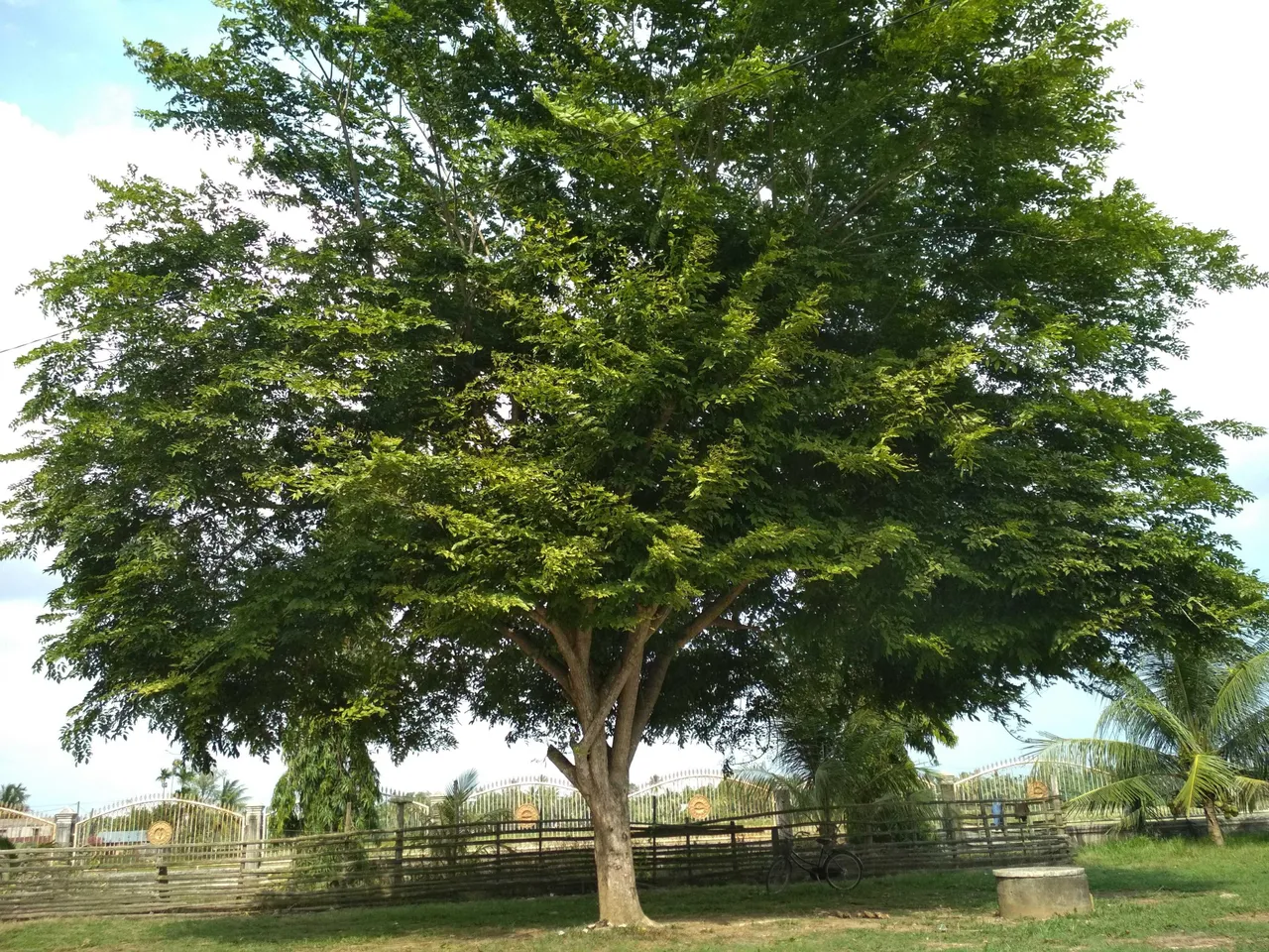 Angsana tree | PeakD