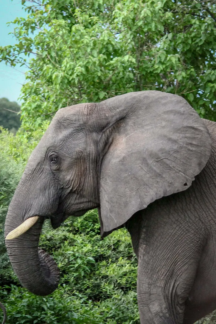 Elephant