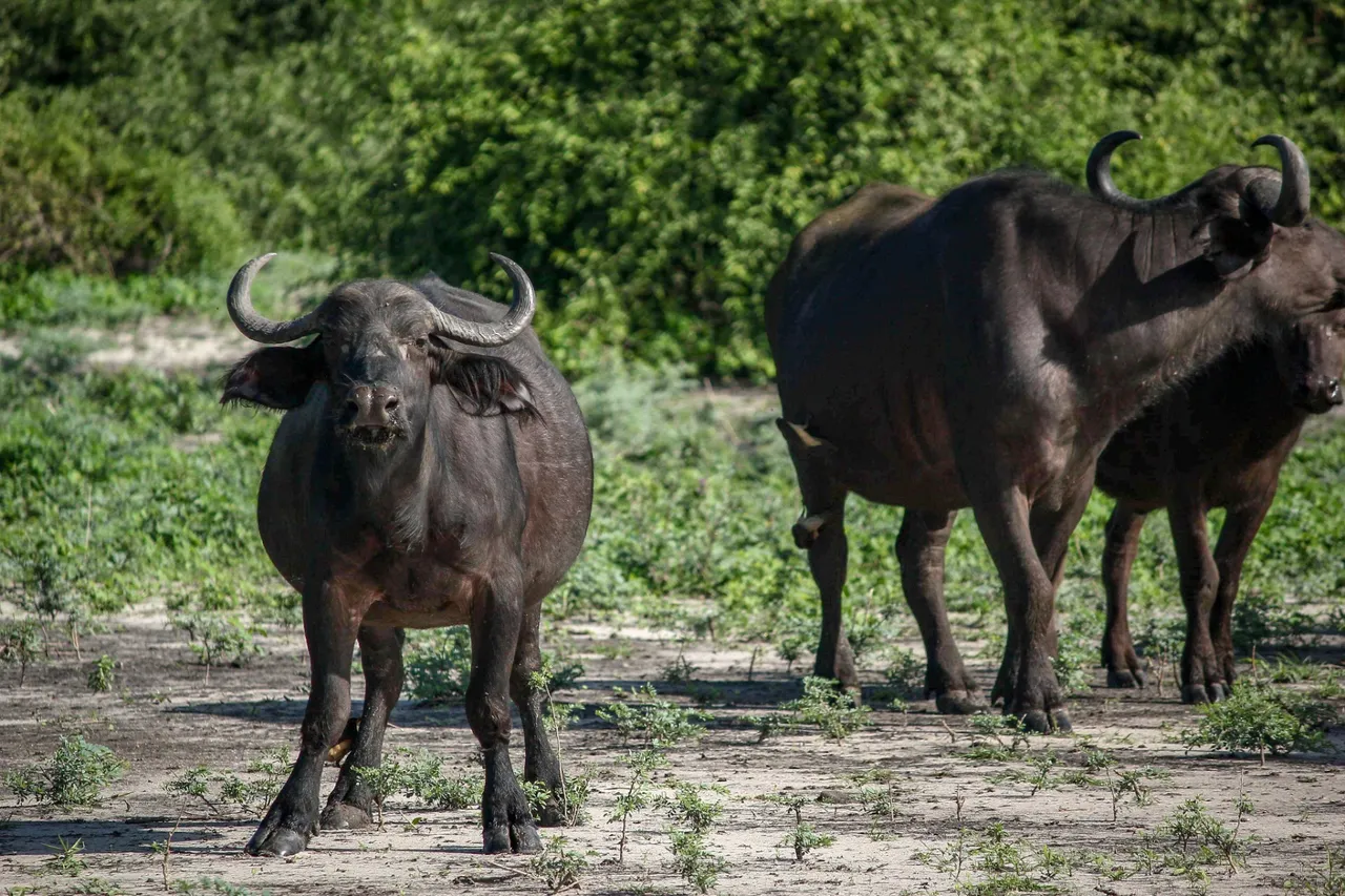 Water buffalo.
