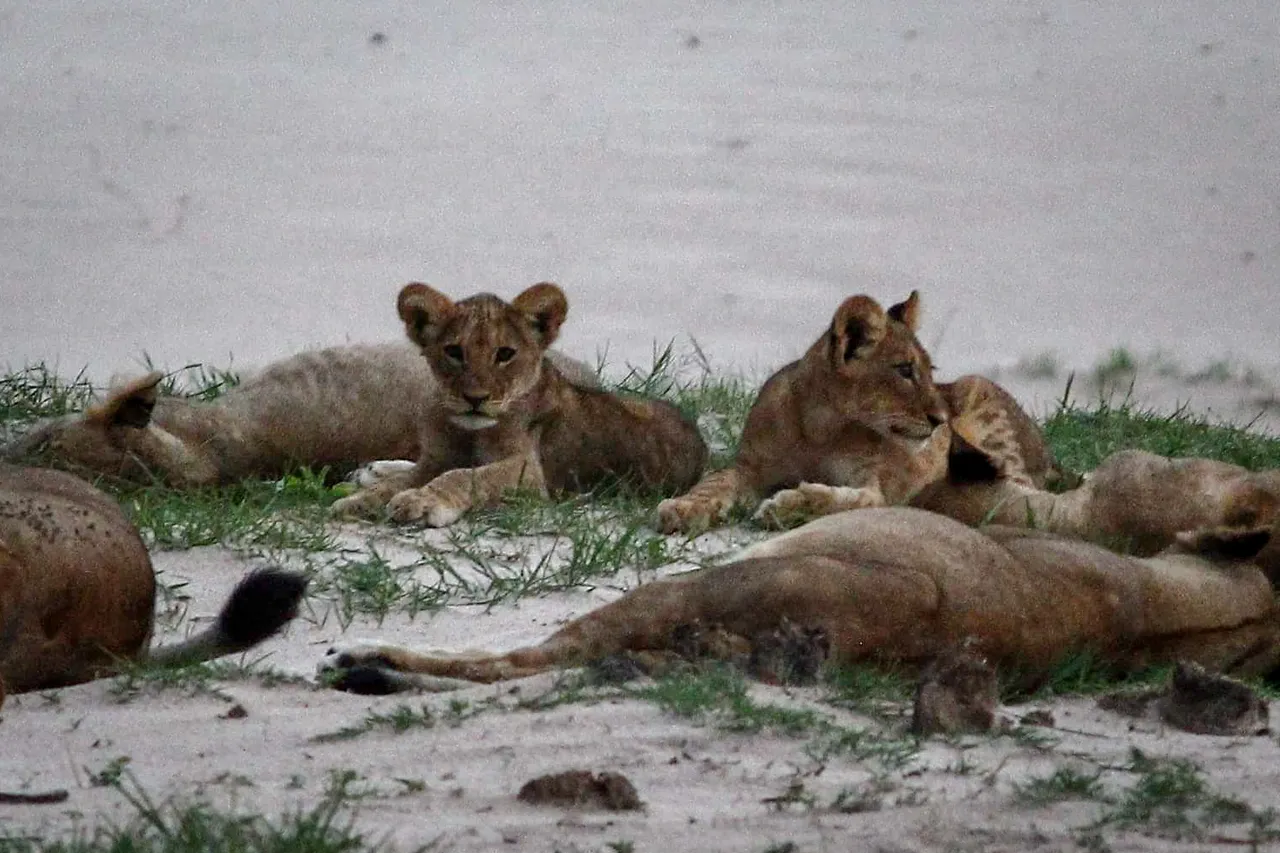 Lions