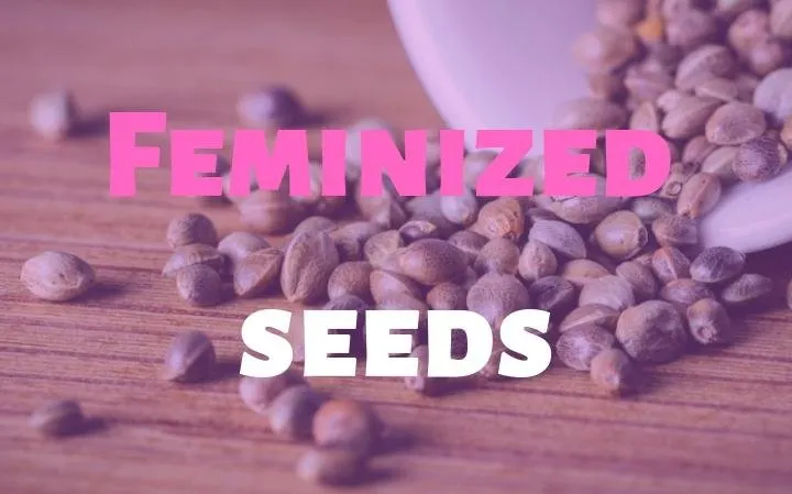 Feminized seeds.jpg