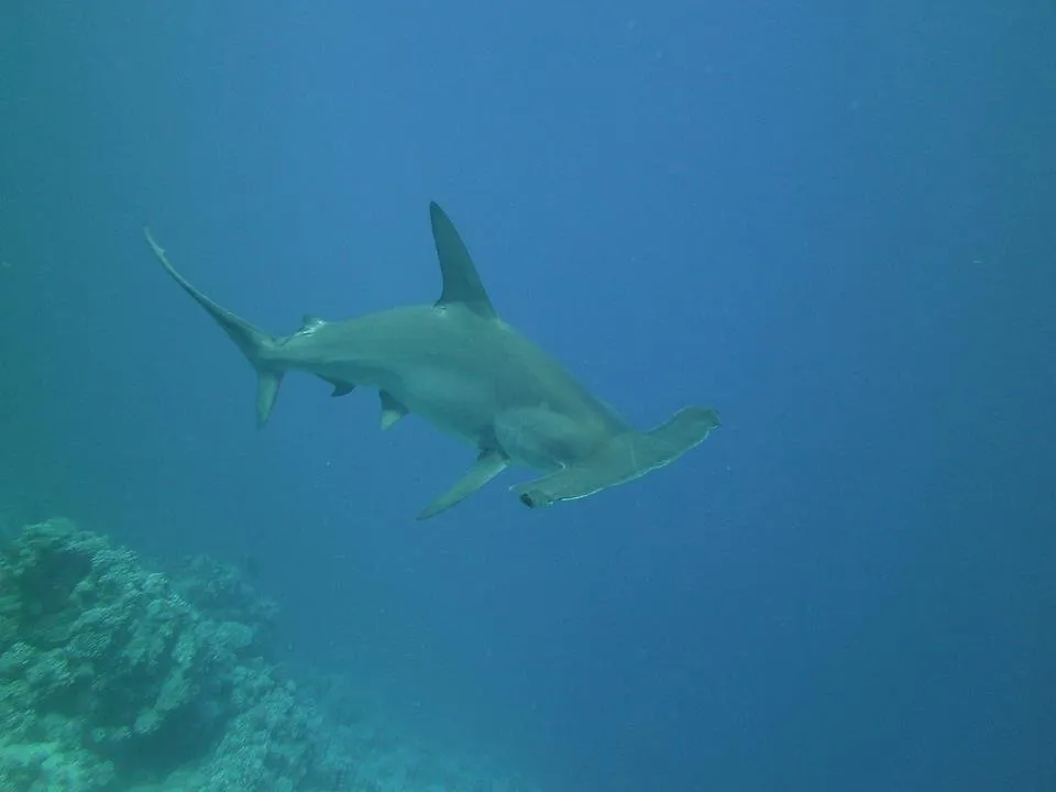 Hammerhead.jpg