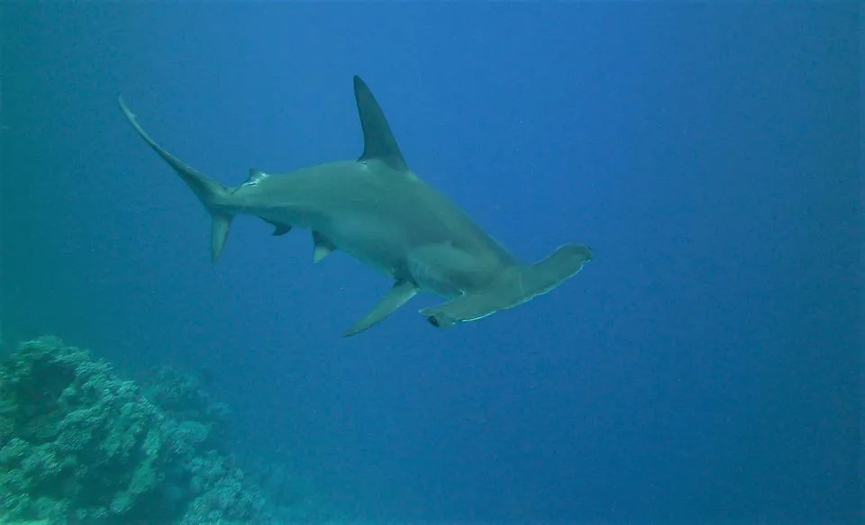 Hammerhead_edit02_final.png