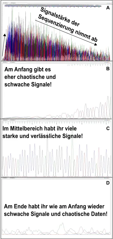 Mitosequenzierung.png