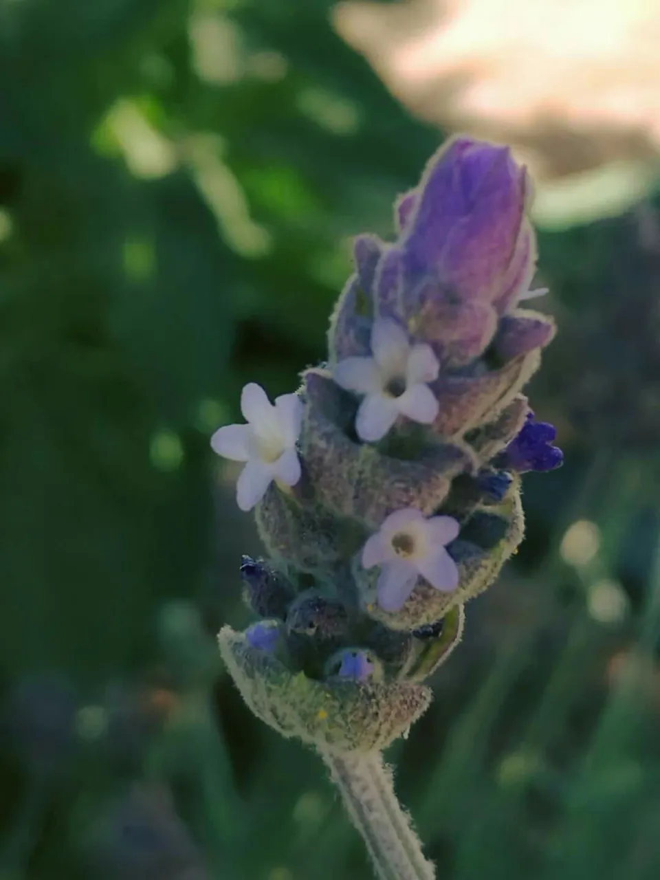 Lavender