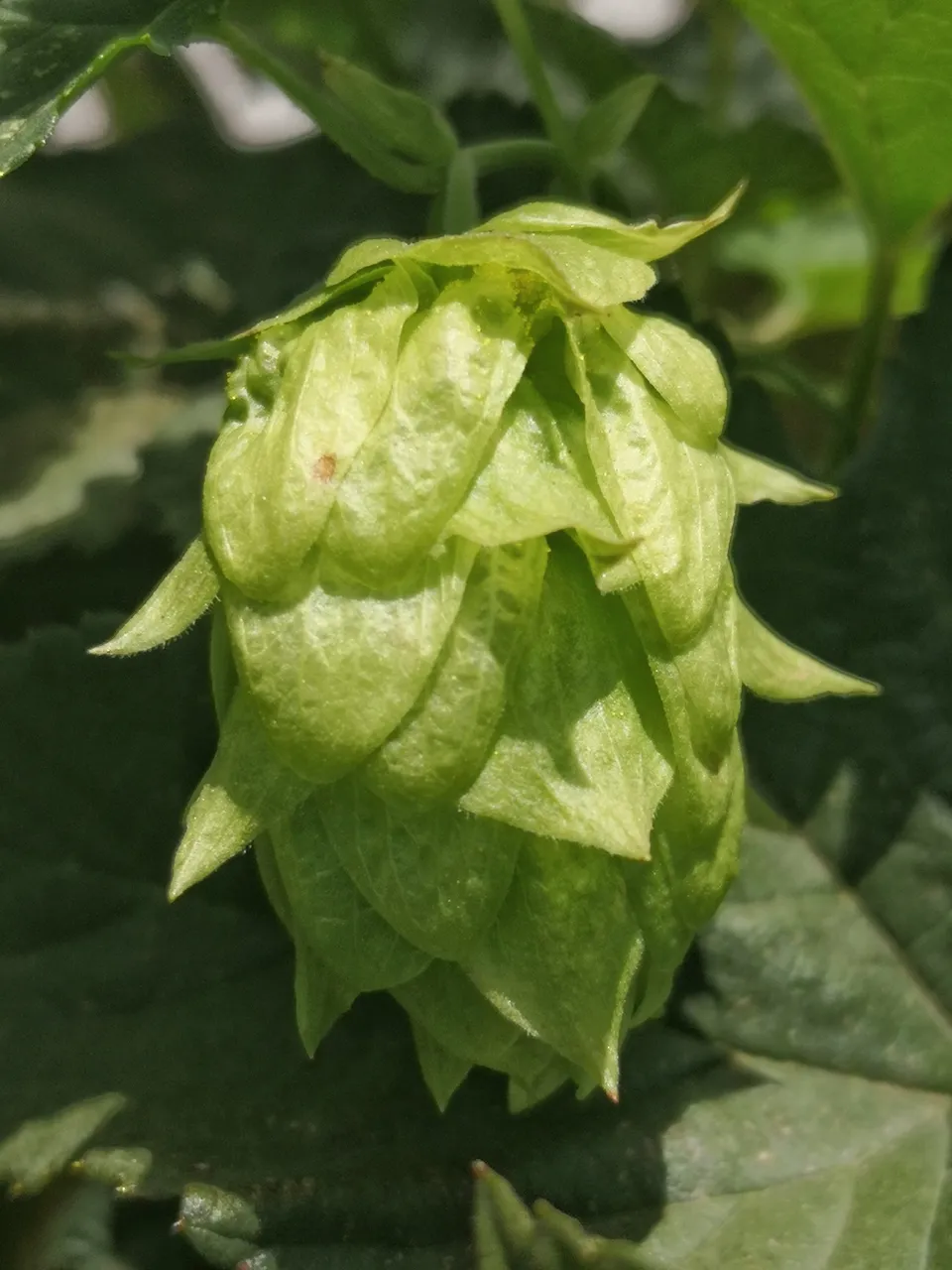 Hops cone