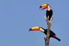 toucan-4557843.jpg