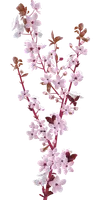 cherry-blossom-g898c46365_1280.png