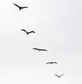 silhouette-of-5-pelicans-flying.jpg