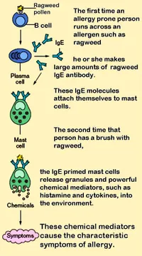 Mast_cells.jpg