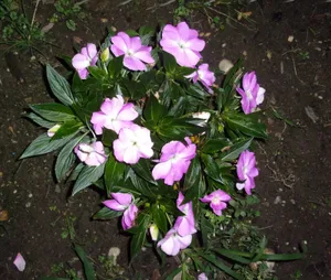 Plant With Violet Flowers
