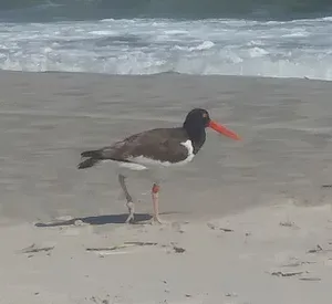 Bird on the Beach