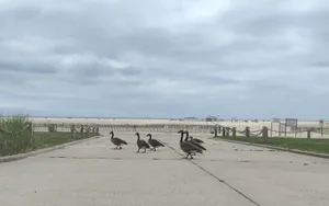 Geese at the Beach