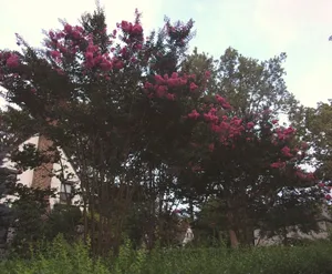 Pink Flowers on a Tree