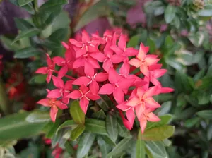 Flores rojas / Red flowers