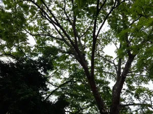 Tree / Arbol