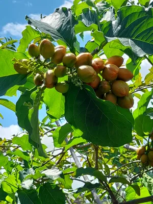 Arbol frutal /  Fruit tree