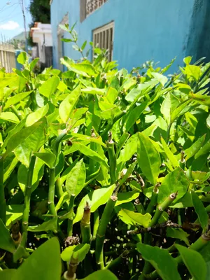 plantas verde / green plants