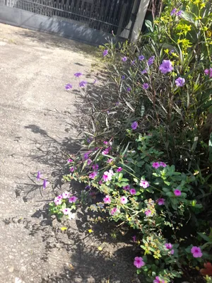 flor morada /  purple flower