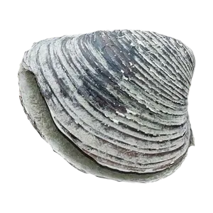 EN: A shell I once found on the Rhine (river). DE: Eine Muschel die ich einst am Rhein fand.