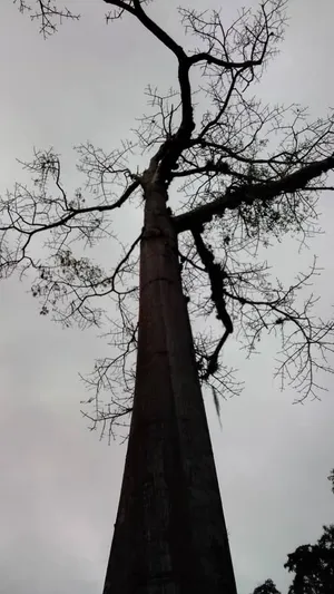 Tree - Arbol