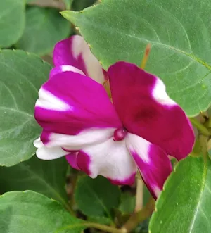 Hutch flower