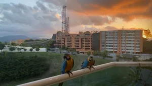 Macaws in the city