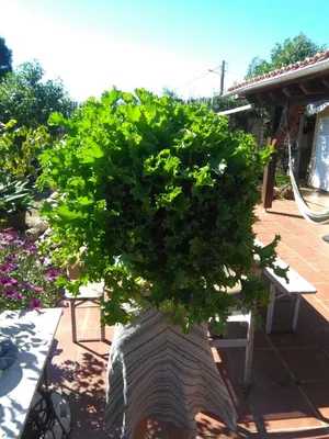 gigantic lettuce head