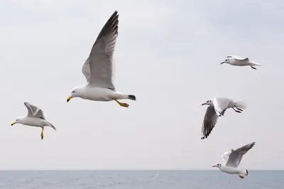 gaviotas.jpg