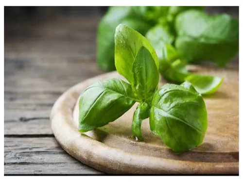 basil leaves  .jpg