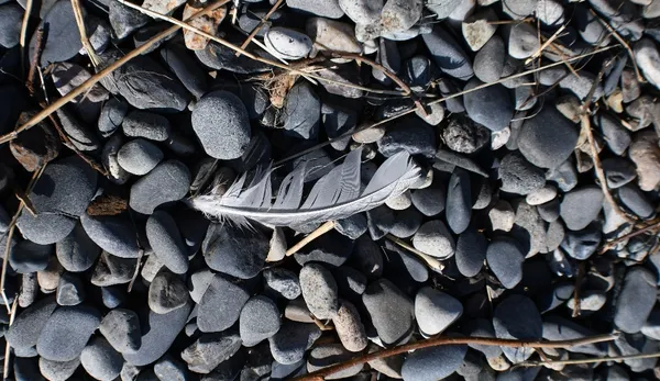 047 8-31 nikiski beach a feather floated in.jpg